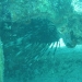invasive Lionfish