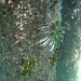 Invasive Lionfish by Pier