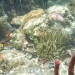 corals and other marine life in the mangroves