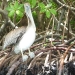 pelican in the mangroves