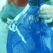 bagging lionfish
