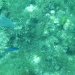 juvenile fish