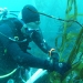Giant Kelp Monitoring