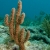 Saguaro-Like Soft Coral
