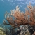 Soft Coral on the Reef