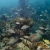 Loggerhead Reef