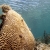 Coral off Loggerhead