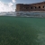 Sea Grass in the Shallows of Fort Jefferson