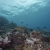 Samoan Reef