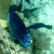 Midnight Parrotfish- fast becoming one of my favorites to see