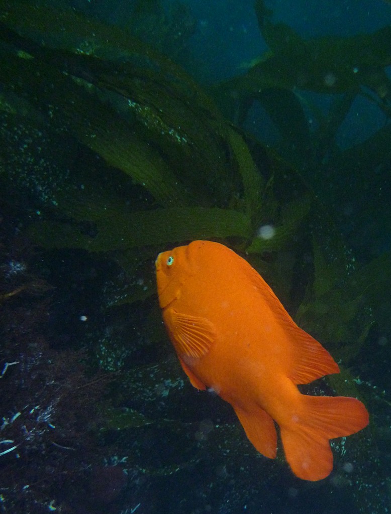 The garibaldi, California’s state fish. 