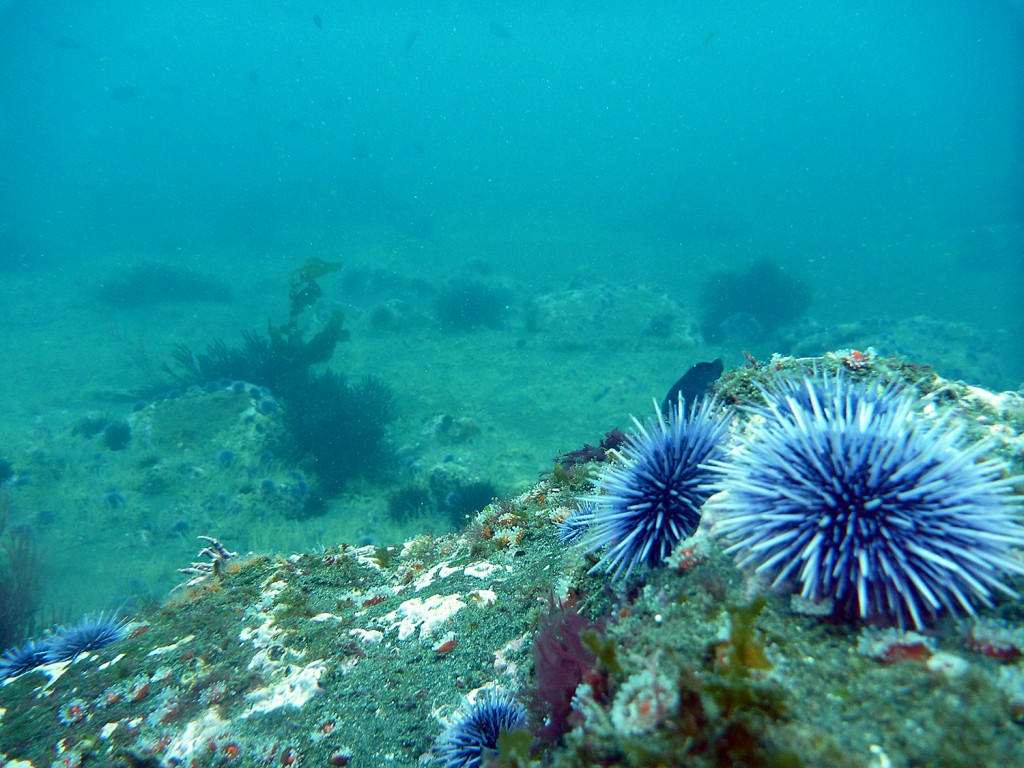 In sharp contrast to the dense kelp forests I saw on the first day at Anacapa, the urchin barren habitat outside the reserve illustrates the cascading consequences of overfishing. 