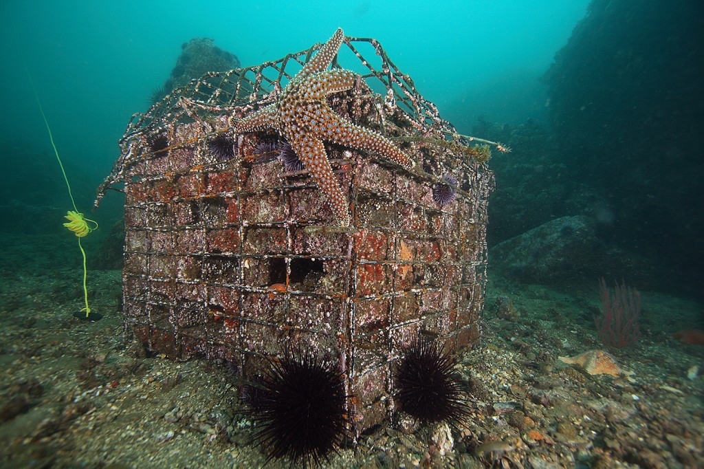 An Artificial Recruitment Module. Photo courtesy of David Witting, NOAA Restoration Center. 