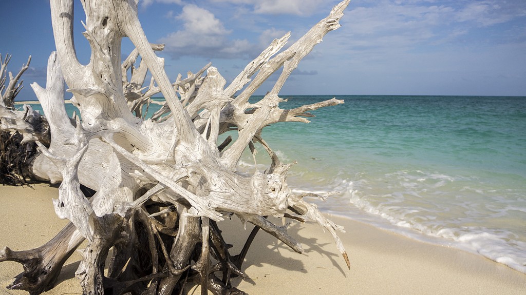 Despite a huge removal effort a few years ago, invasive Australian Pine still litters the beaches.