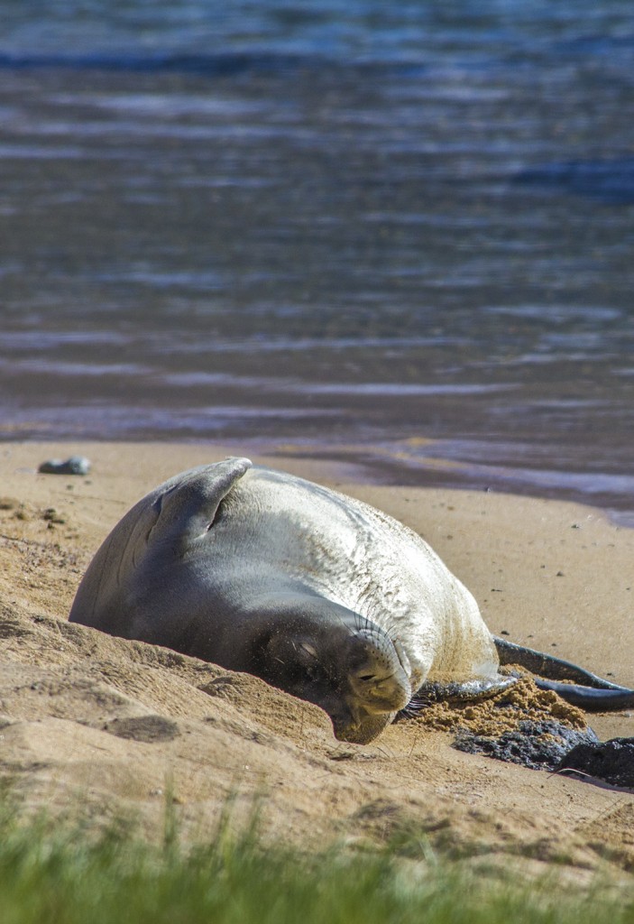 SealSurveyNap