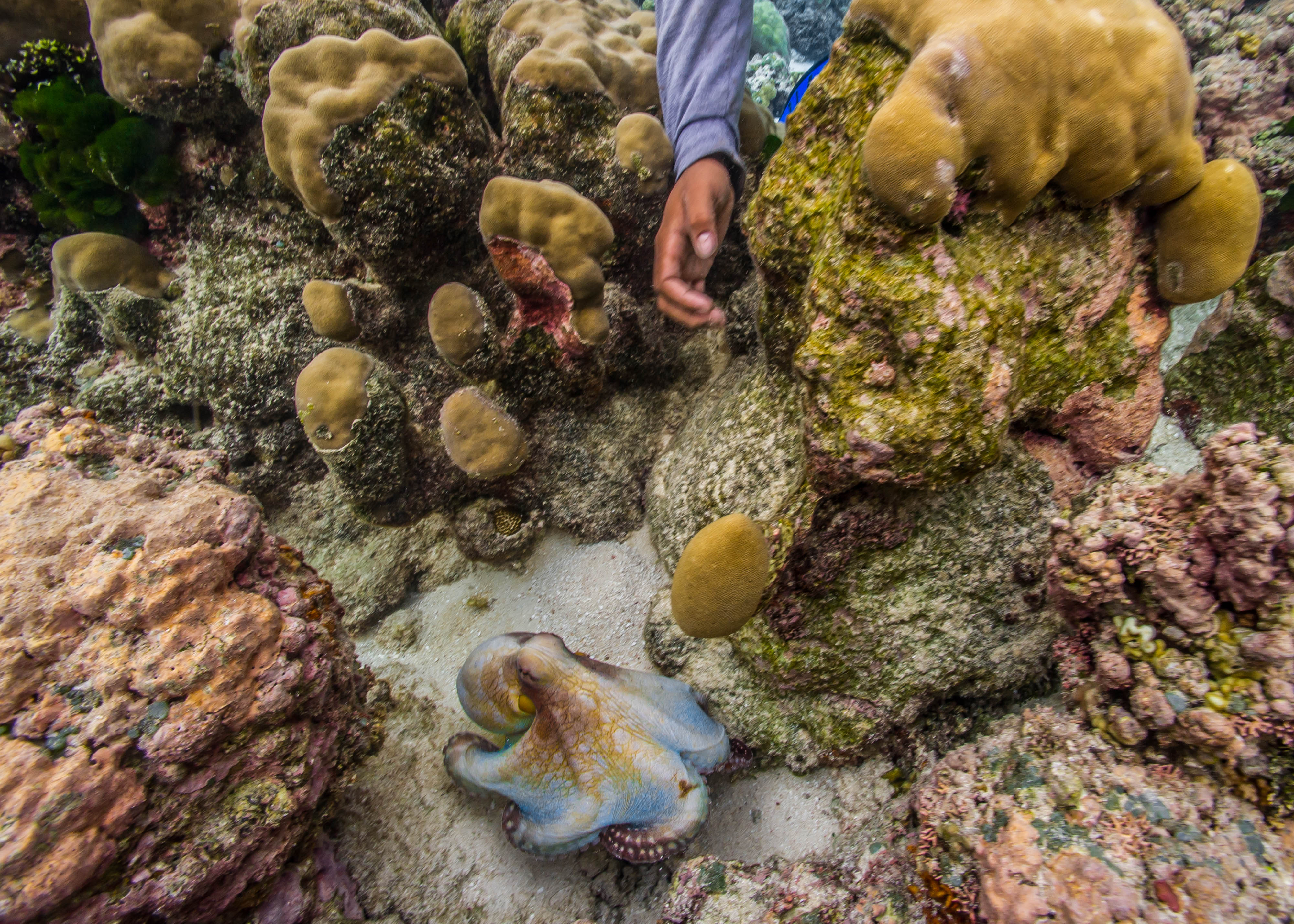 Protecting Coral Reefs with Bubbles  Stanford Doerr School of  Sustainability