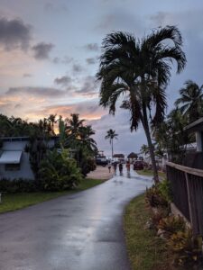 sunset and palm tree