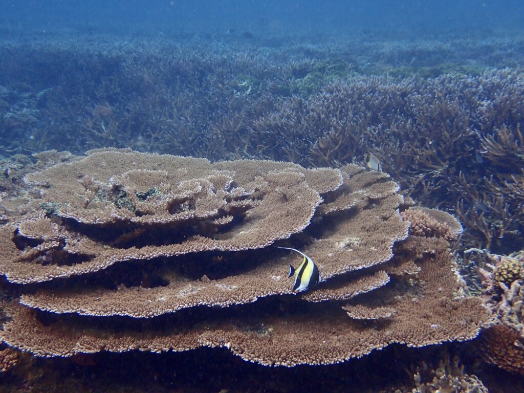 Coral Reef Communities (U.S. National Park Service)