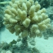 Pin Marker with coral reef