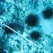 Banded urchins