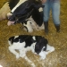 newborn calf, Minnesota State Fair
