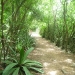 jungle path to the office