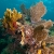 Colorful Reefs
