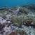 Sea Mount Reef