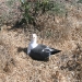 Nesting Seagull