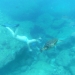 Snorkeling with a green sea turtle on the weekend