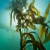 Looking Up into the Kelp Canopy