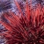 Red and Purple Urchins