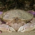 Mating Crabs