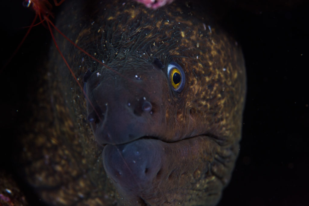 Exploring Submerged Forests at Channel Islands National Park | OUR ...