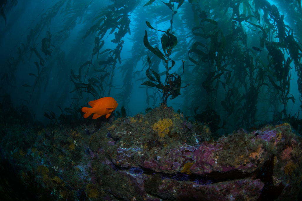 Exploring Submerged Forests at Channel Islands National Park | Our ...