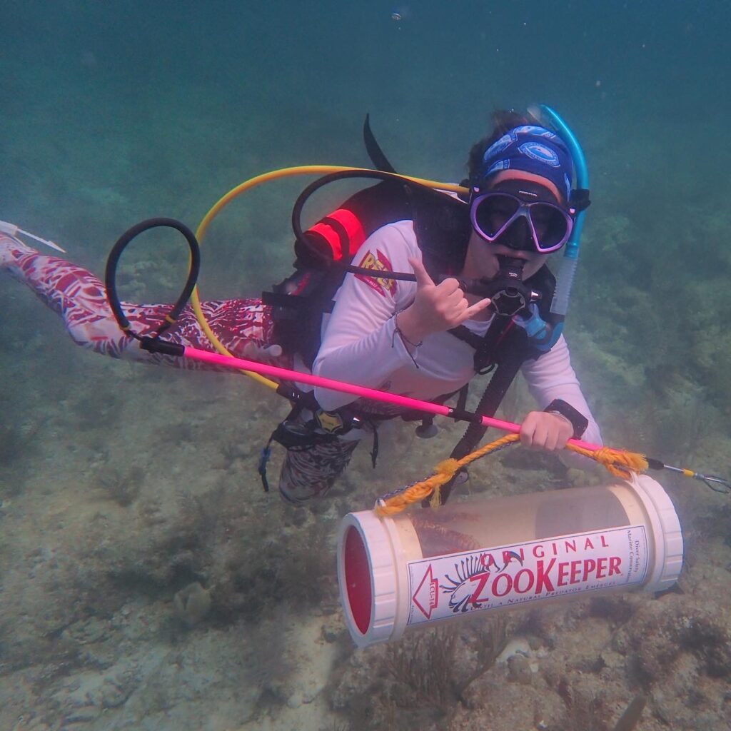 Using a Hawaiian sling and zookeeper to remove invasive lionfish from the reefs.

Photo Credits: Madalyn Mussey
