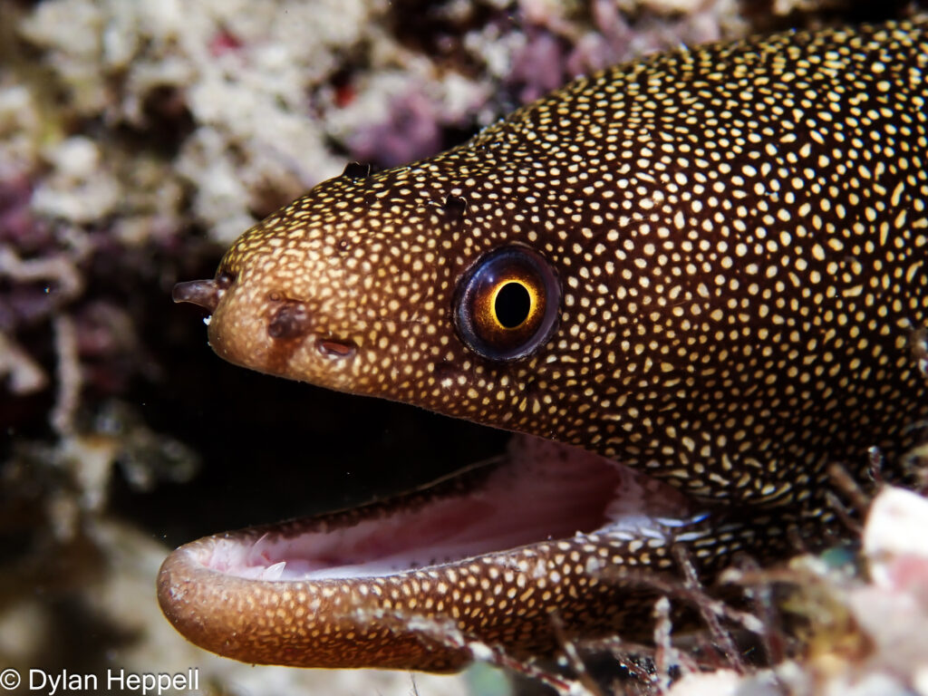 Goldentail Moray 

Photo Credit: Dylan Heppell