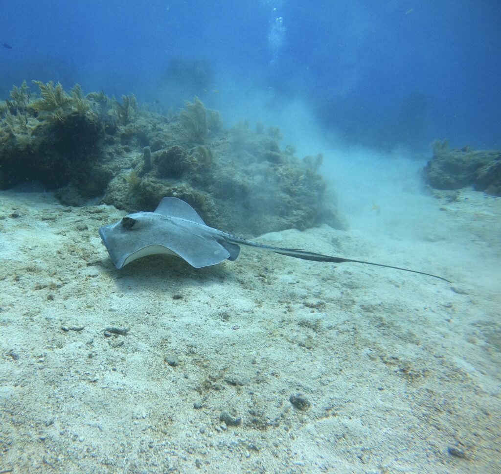 Southern Stingray