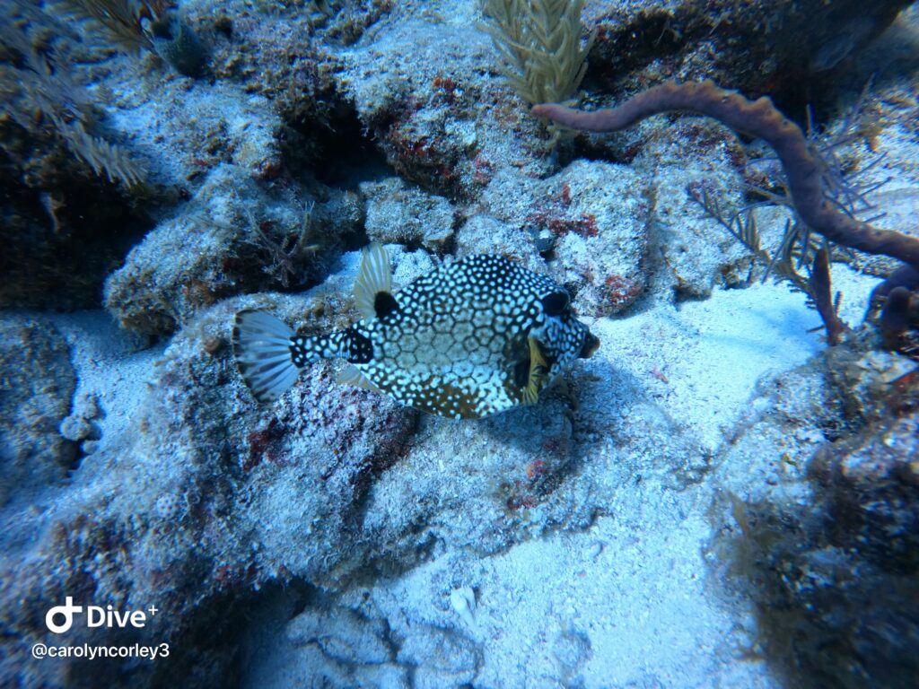 Smooth Trunkfish 