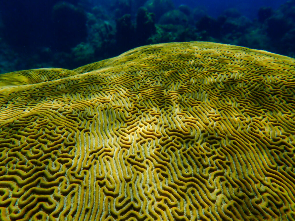 brain coral reef