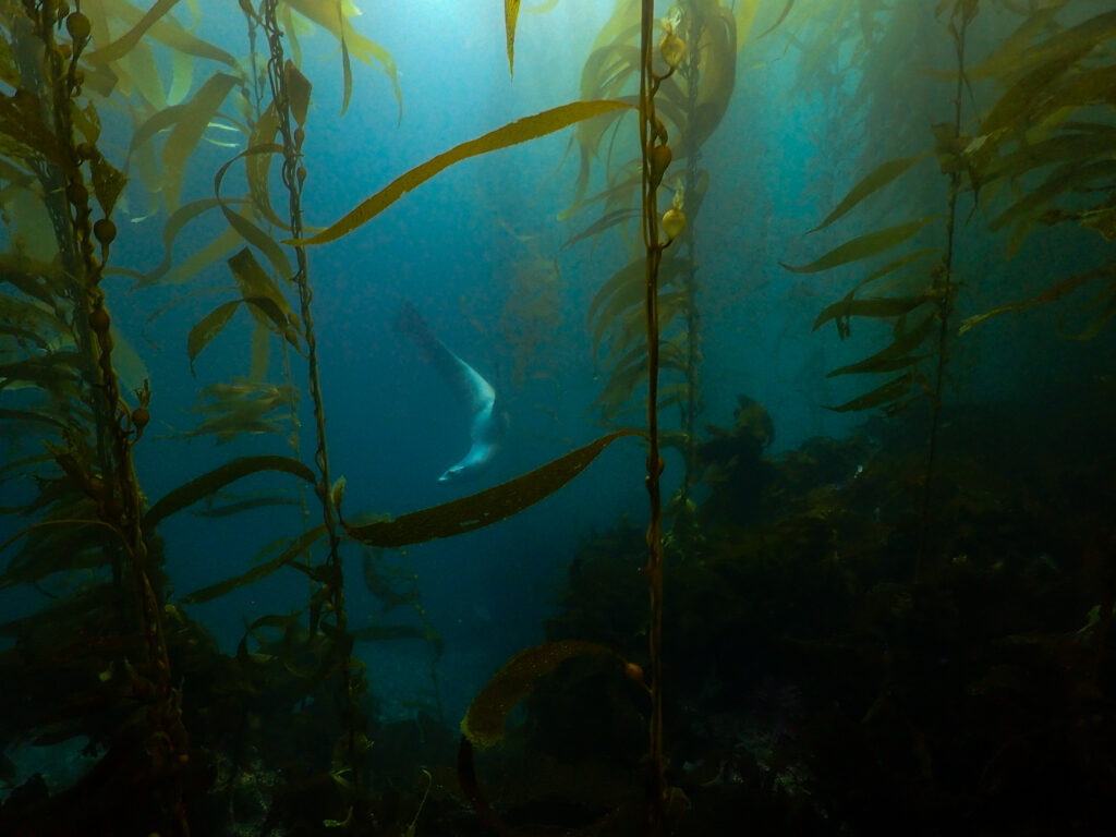 Kelp Forest Swim Leggings – Cape Cali